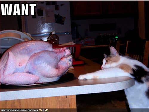 funny-pictures-cat-wants-turkey