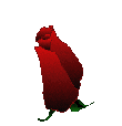 rose_1