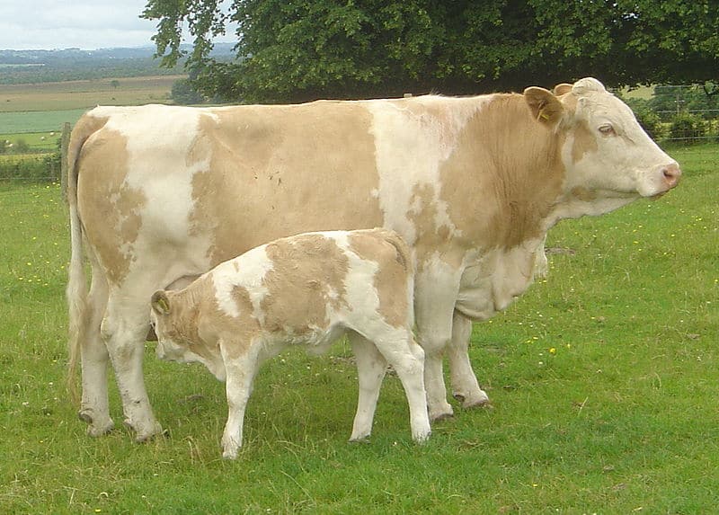 800px-Cow_with_calf_dsc06514